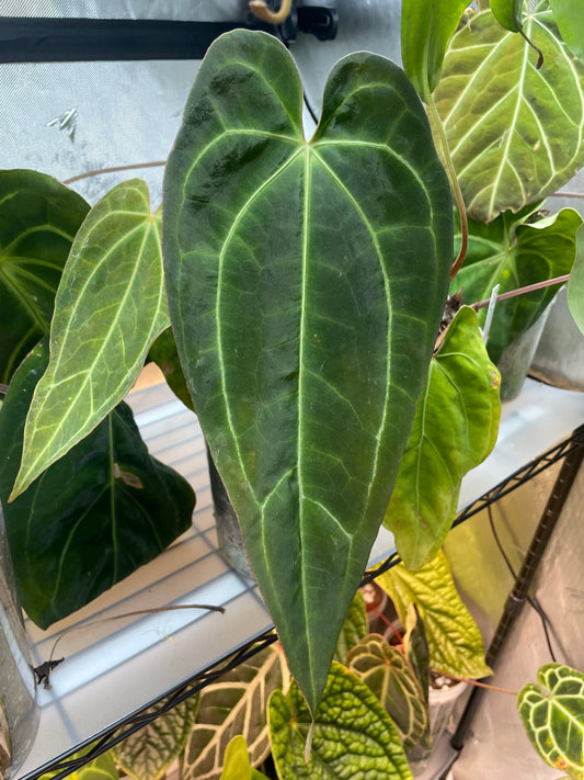 Anthurium Sorrel