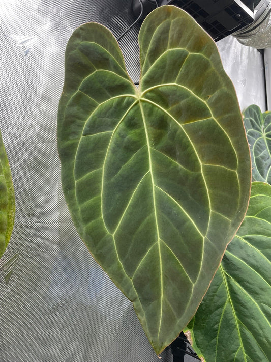Anthurium Bessae AFF x crystallinum