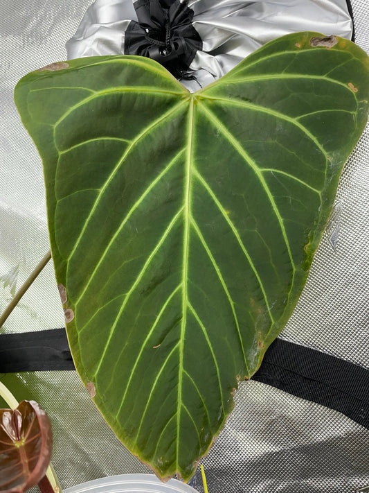 Magnificum  x Moronense x Bessae AFF.