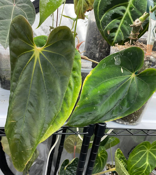 Anthurium Sp. Black velvet eastern Panama